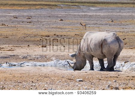 Rhino