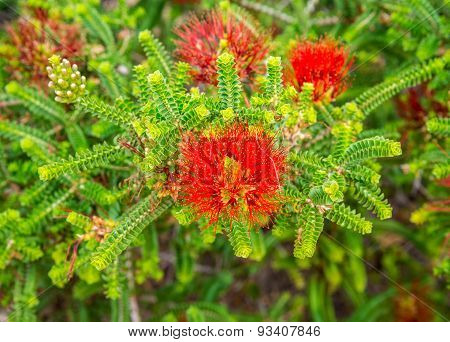 Sand Bottlebrush Red Flower In Kings Park And Botanical Gardens