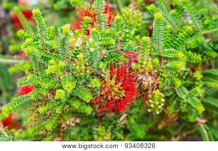 A Bee Is Pollinating A Sand Bottlebrush Flower In Kings Park And Botanical Gardens