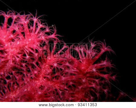 Closeup Of Red Gorgonian Paramuricea Clavata