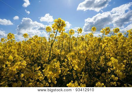 Canola Field
