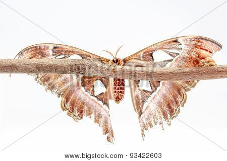 Attacus Atlas