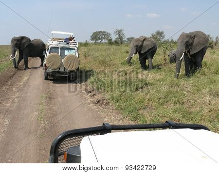 Elephants Crossing The Road