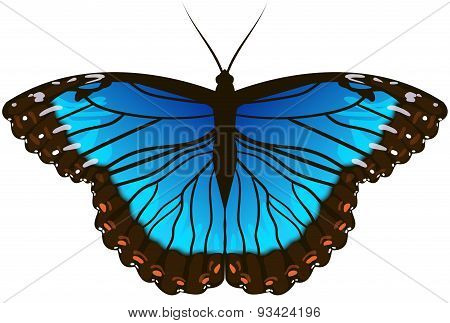 Blue butterfly