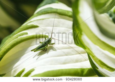 Green Grasshopper On White Leaf Of Funkia Plant