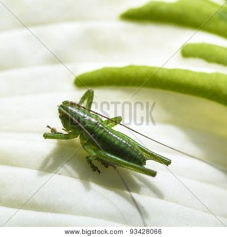 Grasshopper On White Leaf Of Funkia Plant