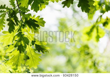 Natural Background - Green Oak Leaves In Woods