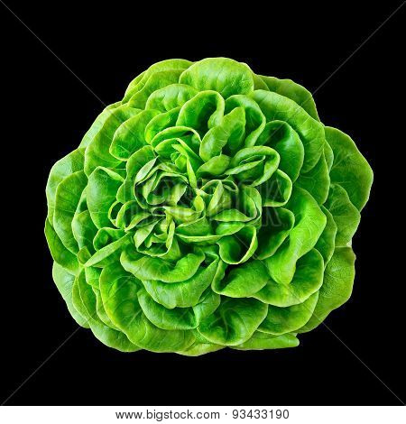 Batavia Lettuce.