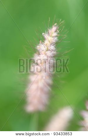 Poaceae Grass Flower.