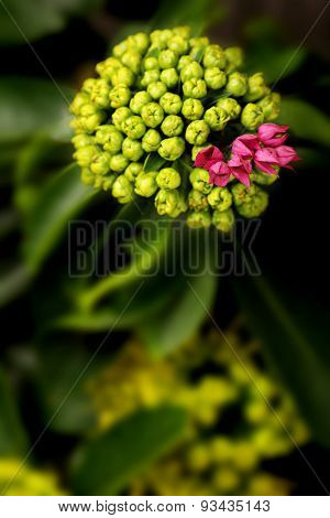 Golden Penda Yellow Flower With Pink Purple Flower