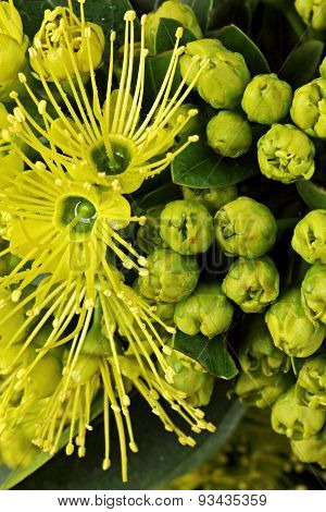 Golden Penda Yellow Flower