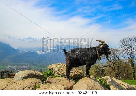 Mountain Goat