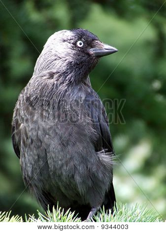 寒鸦
