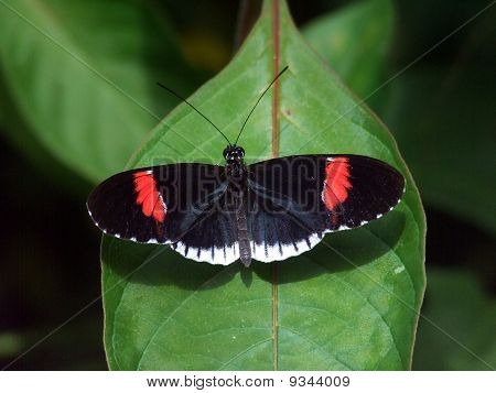 Borboleta de carteiro