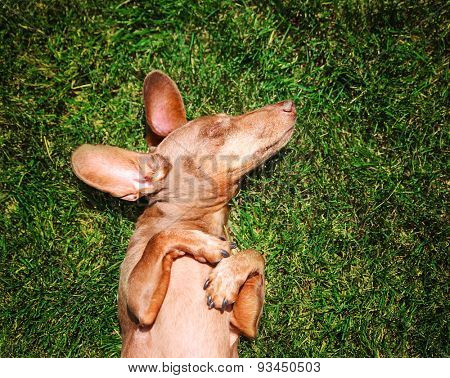  a happy dachshund on fresh green grass with his ears out
