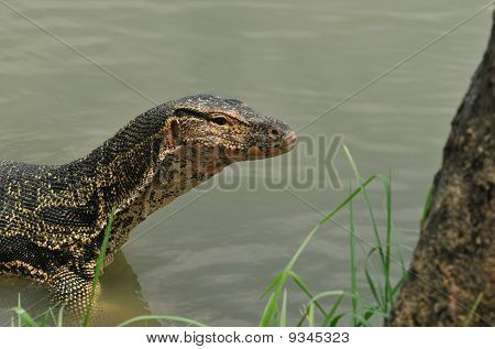 Monitor lizard