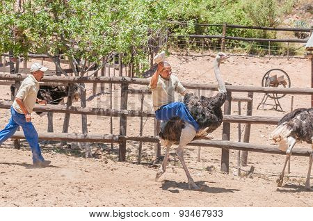 Ostrich Riding