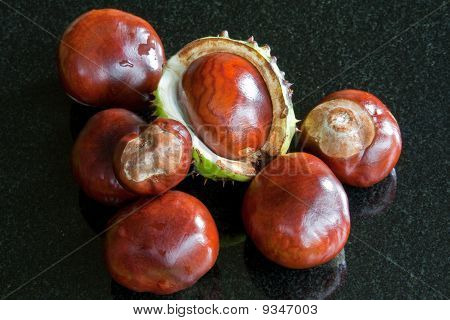 Conkers