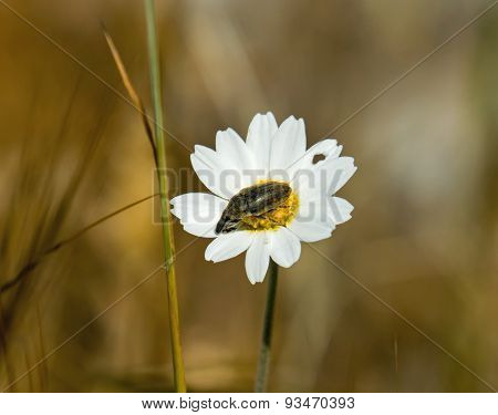 Bug On Daisy