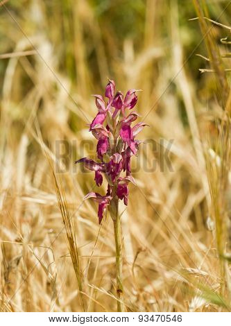 Holy Orchid