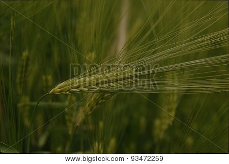 Green spike of rye