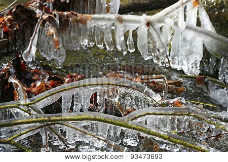 Icy Tree