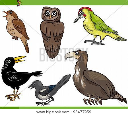 Birds Cartoon Set Illustration