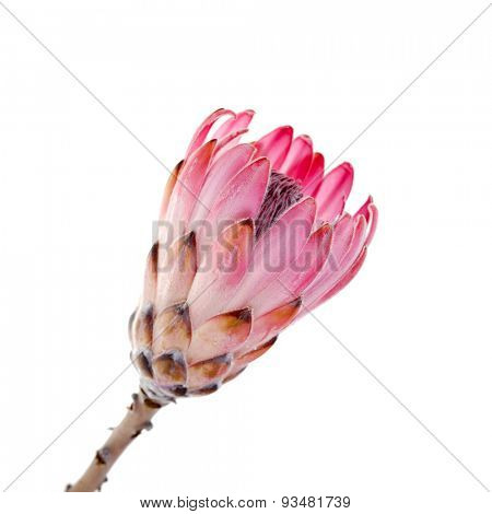 Single King Protea flower isolated on white