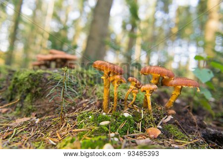 Group brown mushrooms in forest