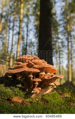 Group brown mushrooms in forest