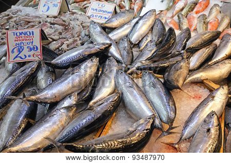 Small Tuna