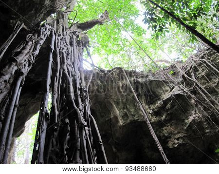 Cave opening with vines - Jamaica