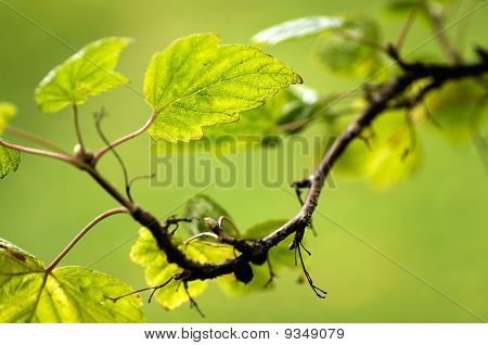 Ribes Nigrum 잎
