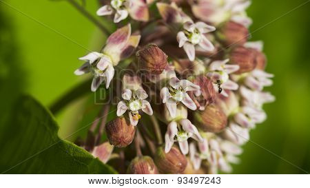 Common Milkweed. Asclepias Syriaca. Pink Blooms and Buds.