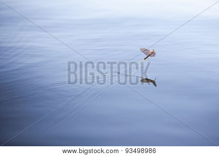 Mayfly