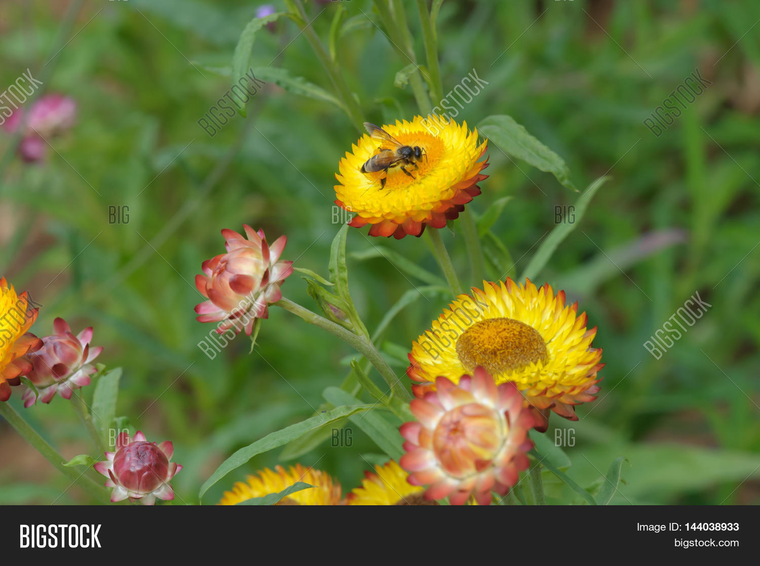 Image Preview