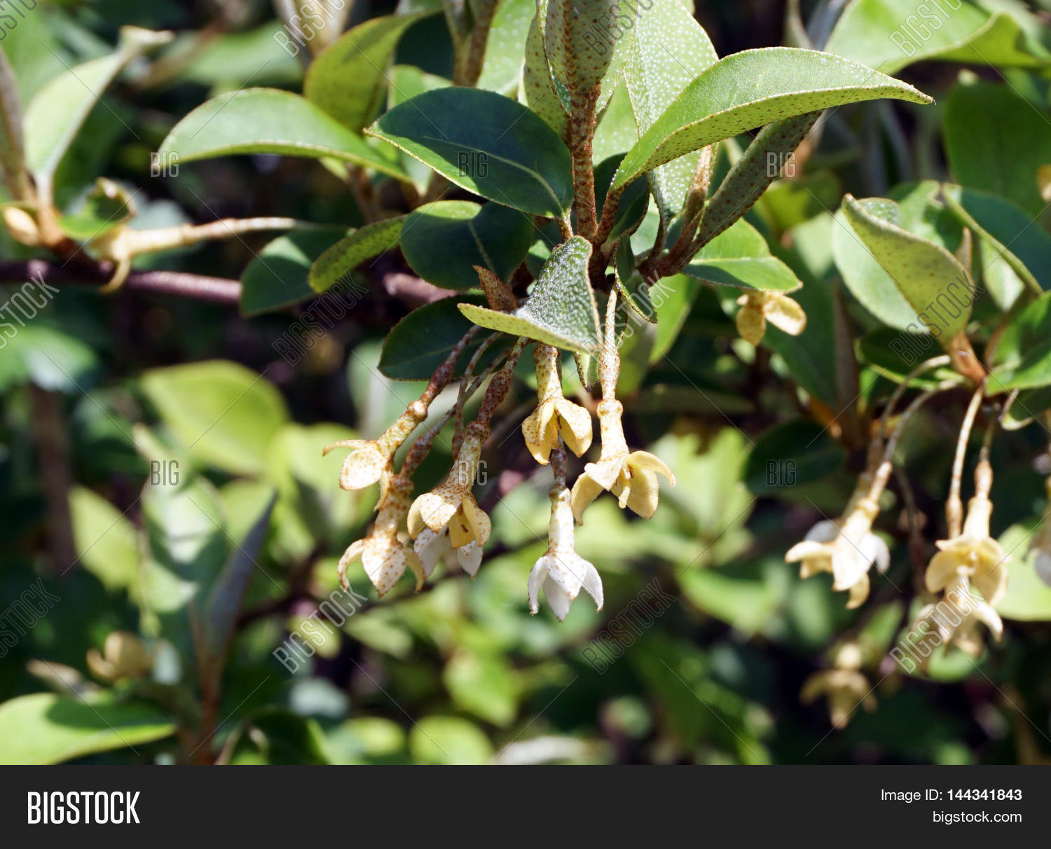 Image Preview