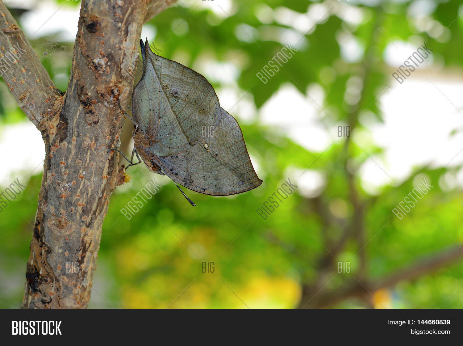 Kallima Inachus Image & Photo (Free Trial) | Bigstock