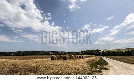 cylindrical hay bales line in a field