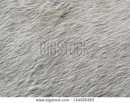 Skin fir of white horse texture background