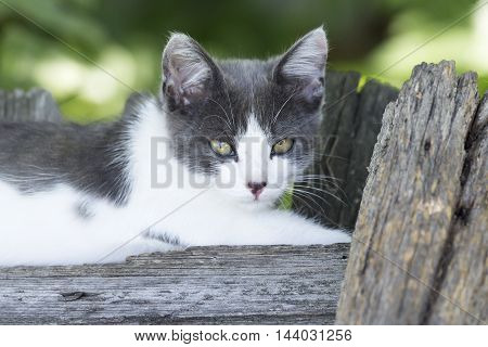 Charming grey-white kitten lying on the fence summer day