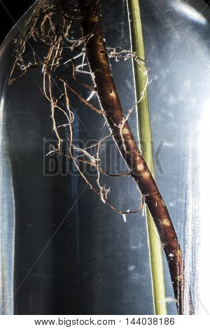 succulent plant roots in a glass bottle studio macro closeup