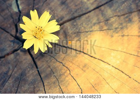 Closeup Singapore Daisy Flower With Wood Background