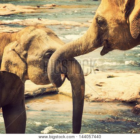 Elephant Bath In River