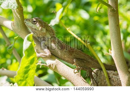 The lizards walk on The little tree