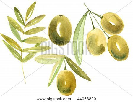 Watercolor hand drawn olive set. Isolated organic natural eco illustration on white background