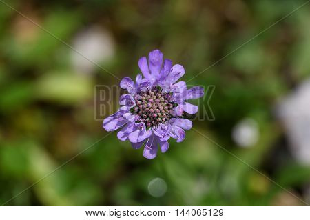 Flower of a Scabiosa lucida an alpine flower.