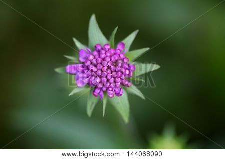 Flower of a Scabiosa lucida an alpine flower.
