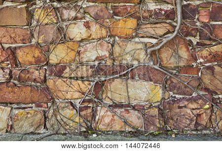 Roots of a plant growing over a old stone wall and causing cracks and damage