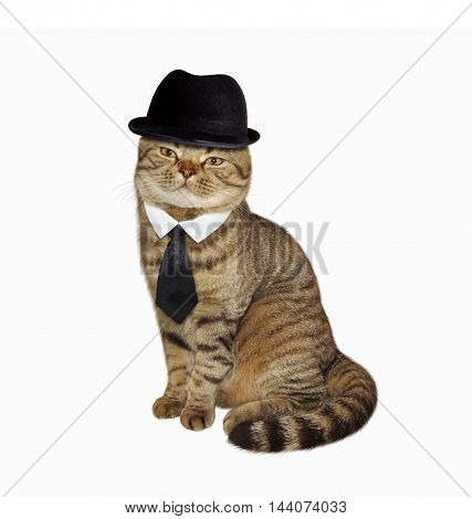 Scottish Straight cat in the bowler hat and tie on white background